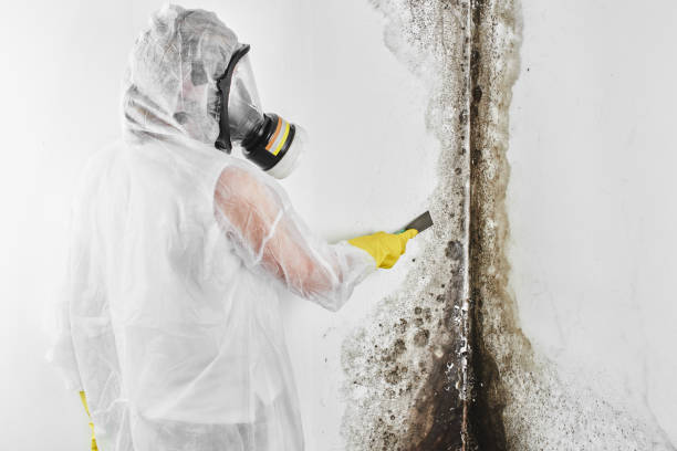 Best Mold Testing  in East Merrimack, NH