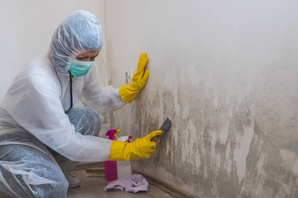 Best Black Mold Removal  in East Merrimack, NH