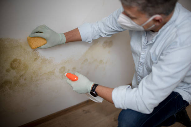 Best Toxic Mold Removal  in East Merrimack, NH