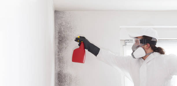 Best Emergency Mold Removal  in East Merrimack, NH