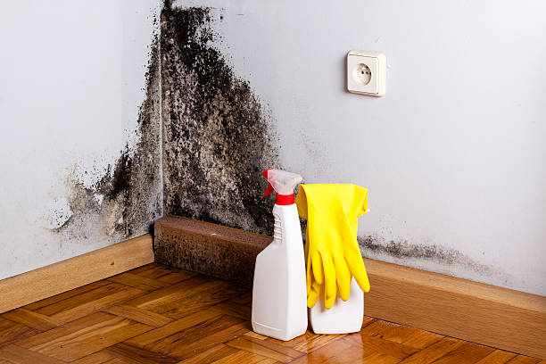 Professional Mold Removal in East Merrimack, NH