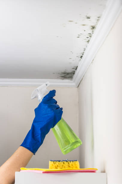 Best Residential Mold Removal  in East Merrimack, NH